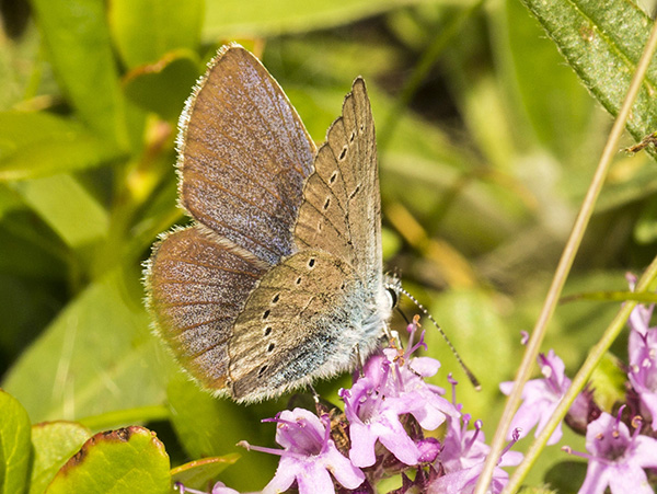 Lycaenidae: Cyaniris semiargus