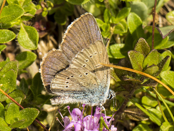 Lycaenidae: Cyaniris semiargus