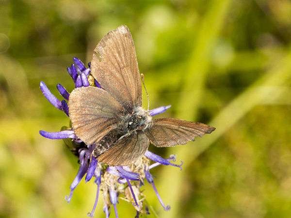 Lycaenidae: Cyaniris semiargus