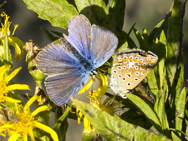 Lycaenidae da identificare:  Polyommatus icarus