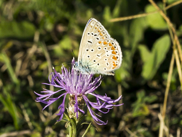 Lycaenidae da identificare:  Polyommatus icarus