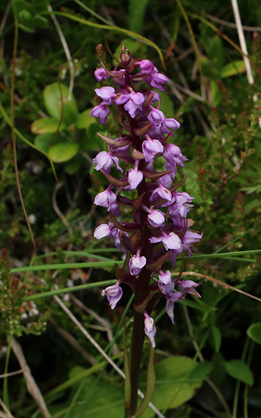 Orchidea da identificare