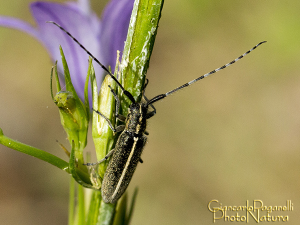 Agapanthia cardui o Agapanthia suturalis ?  Agapanthia cardui