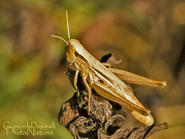 Euchorthippus declivus, femmina