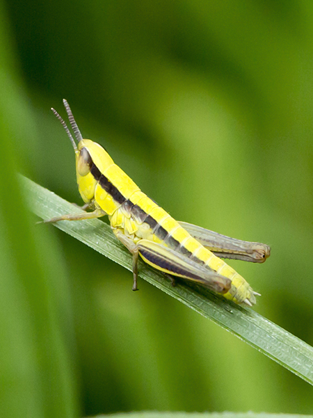 ninfa di Euchorthippus declivus da confermare