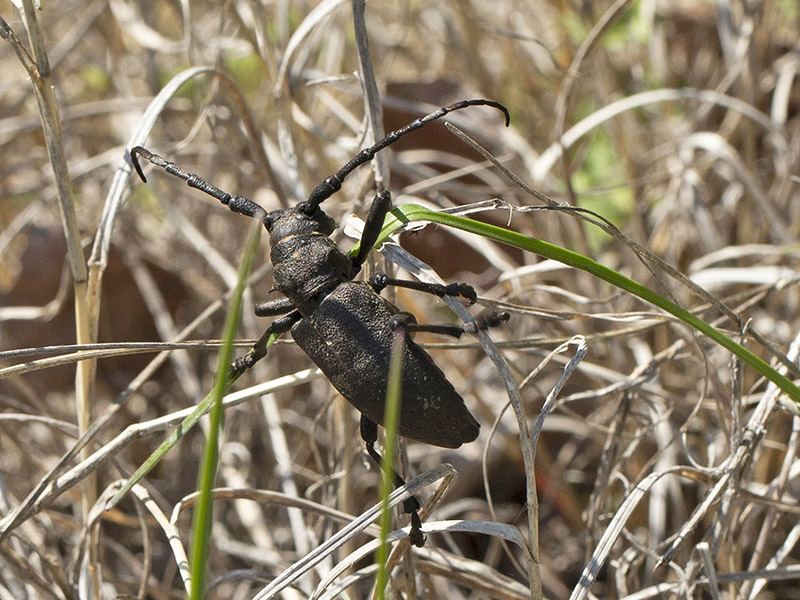 Cerambycidae da id