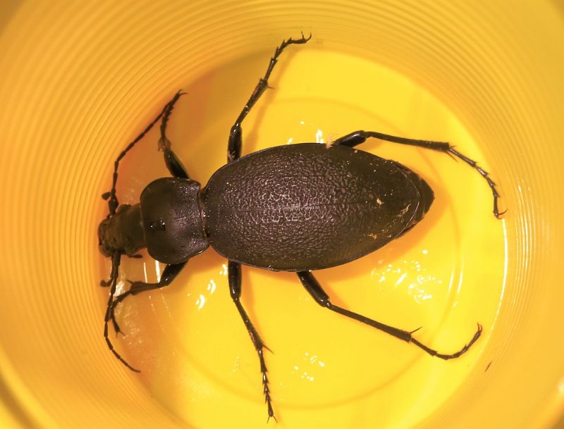 Carabus coriaceus, femmina, Carabidae