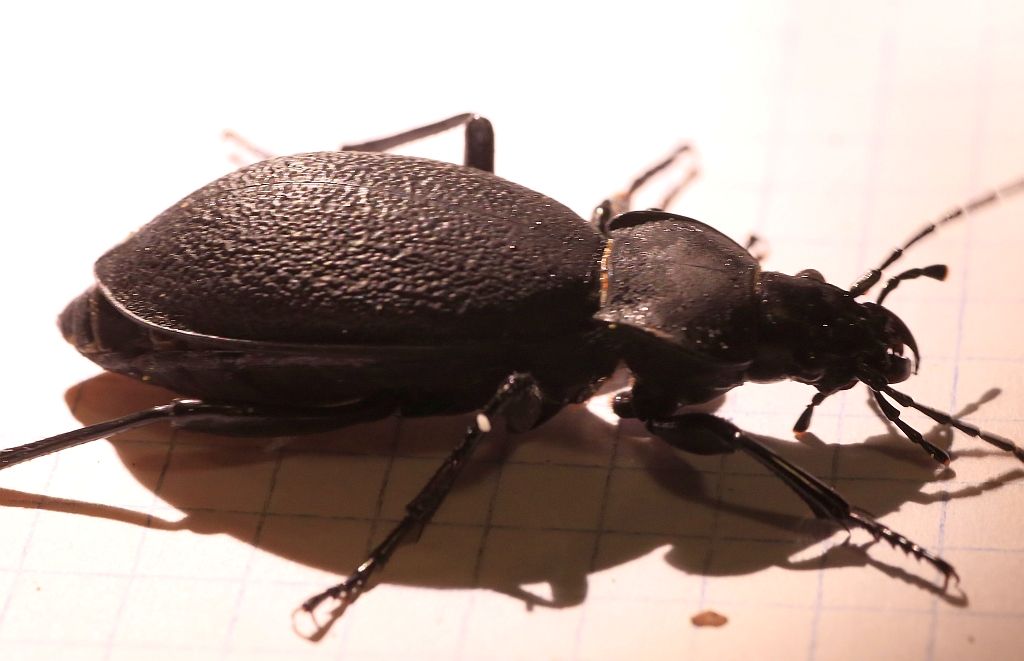 Carabus coriaceus, femmina, Carabidae