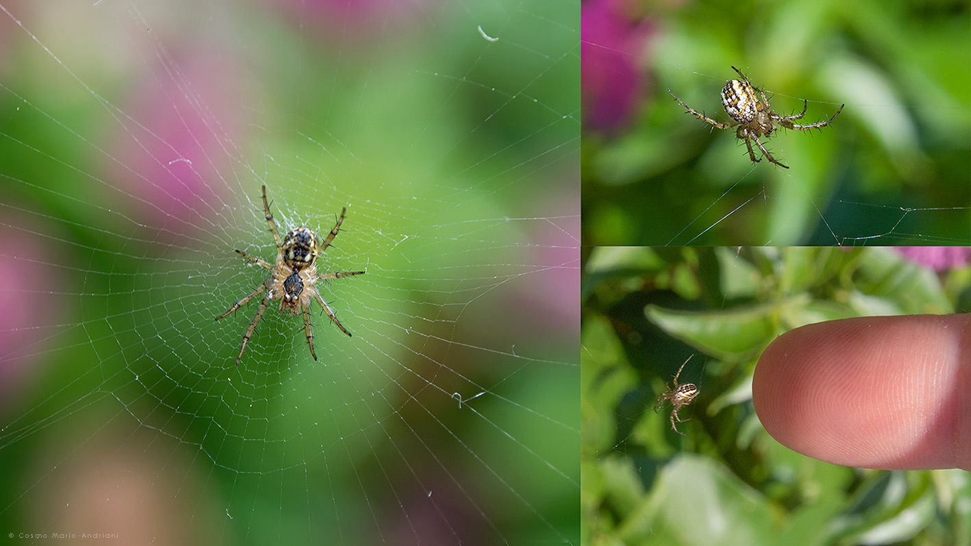 Mangora acalypha  - Molfetta (BA)