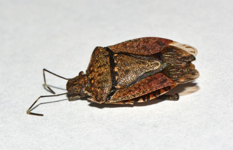 Pentatomidae: Halyomorpha halys - NUOVA PER L''ITALIA