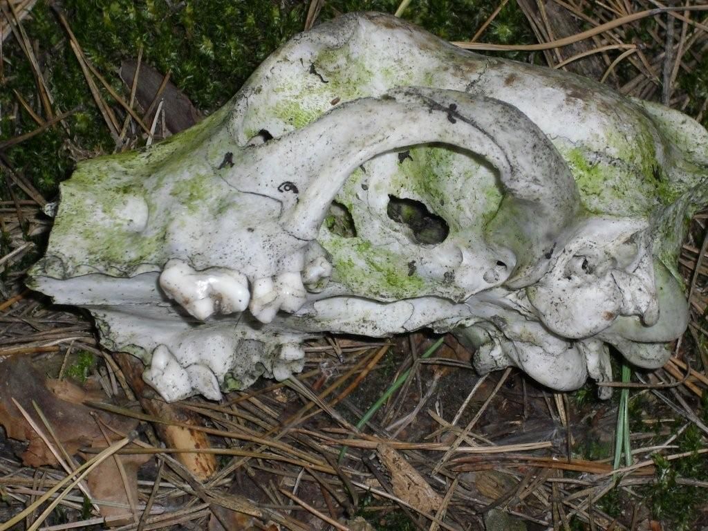 Cranio da id Canide. Cane