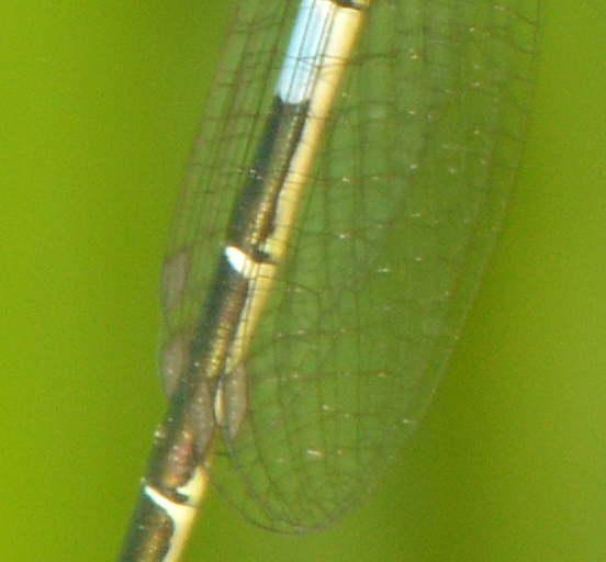 Ibrido di  Coenagron ??? no, Coenagrion scitulum