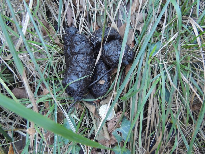 Fatte dal bosco. Cinghiale e capriolo ?