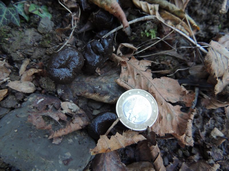 Fatte dal bosco. Cinghiale e capriolo ?
