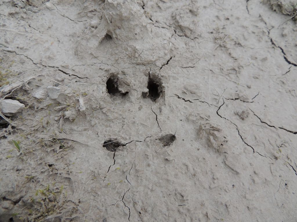 Impronta di.... tasso ?