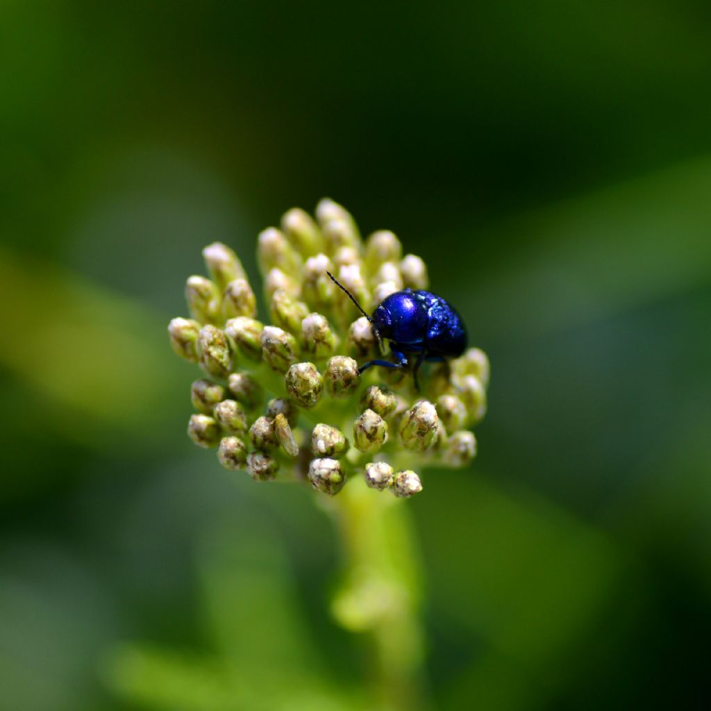 Chrysomelidae: Cryptocephalus zambanellus (f. blu)