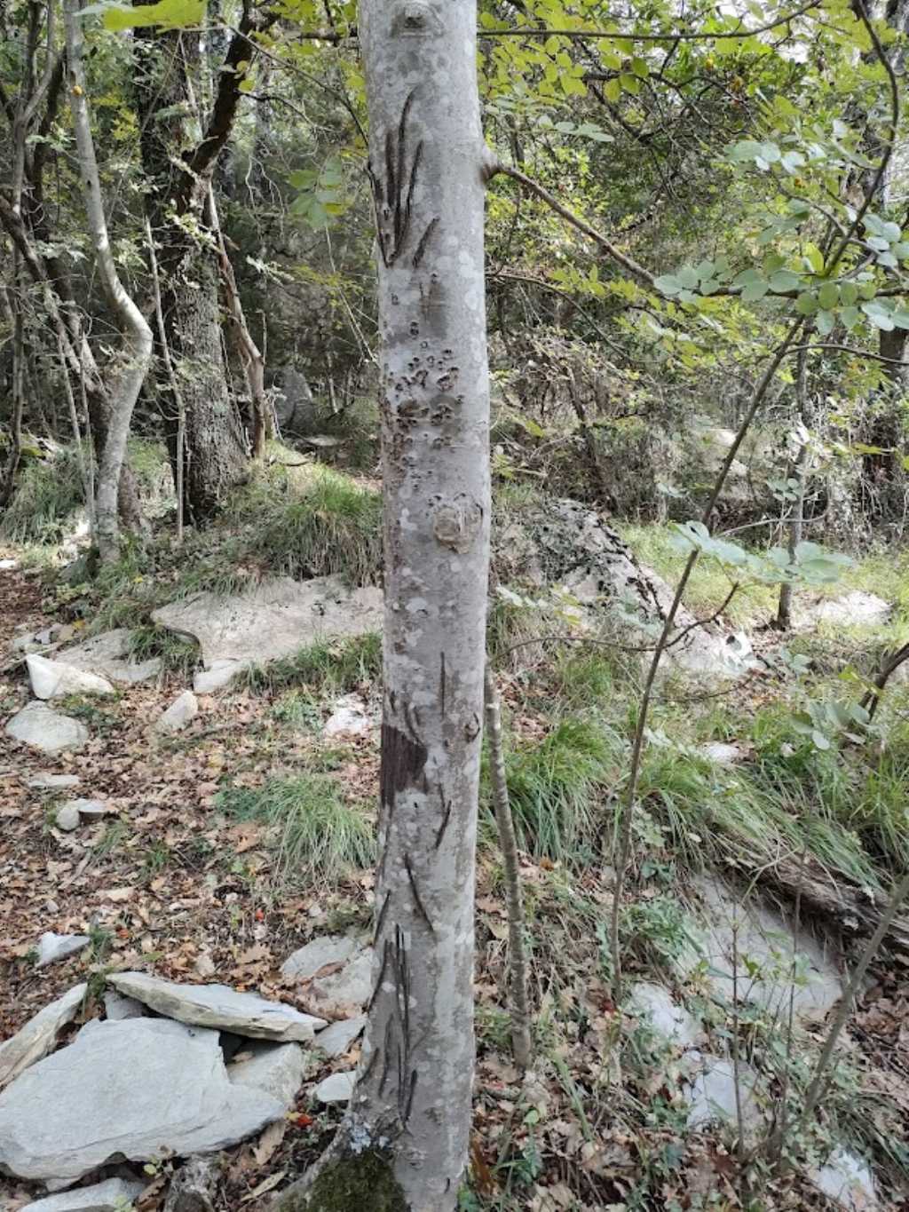 Segni su alberi.