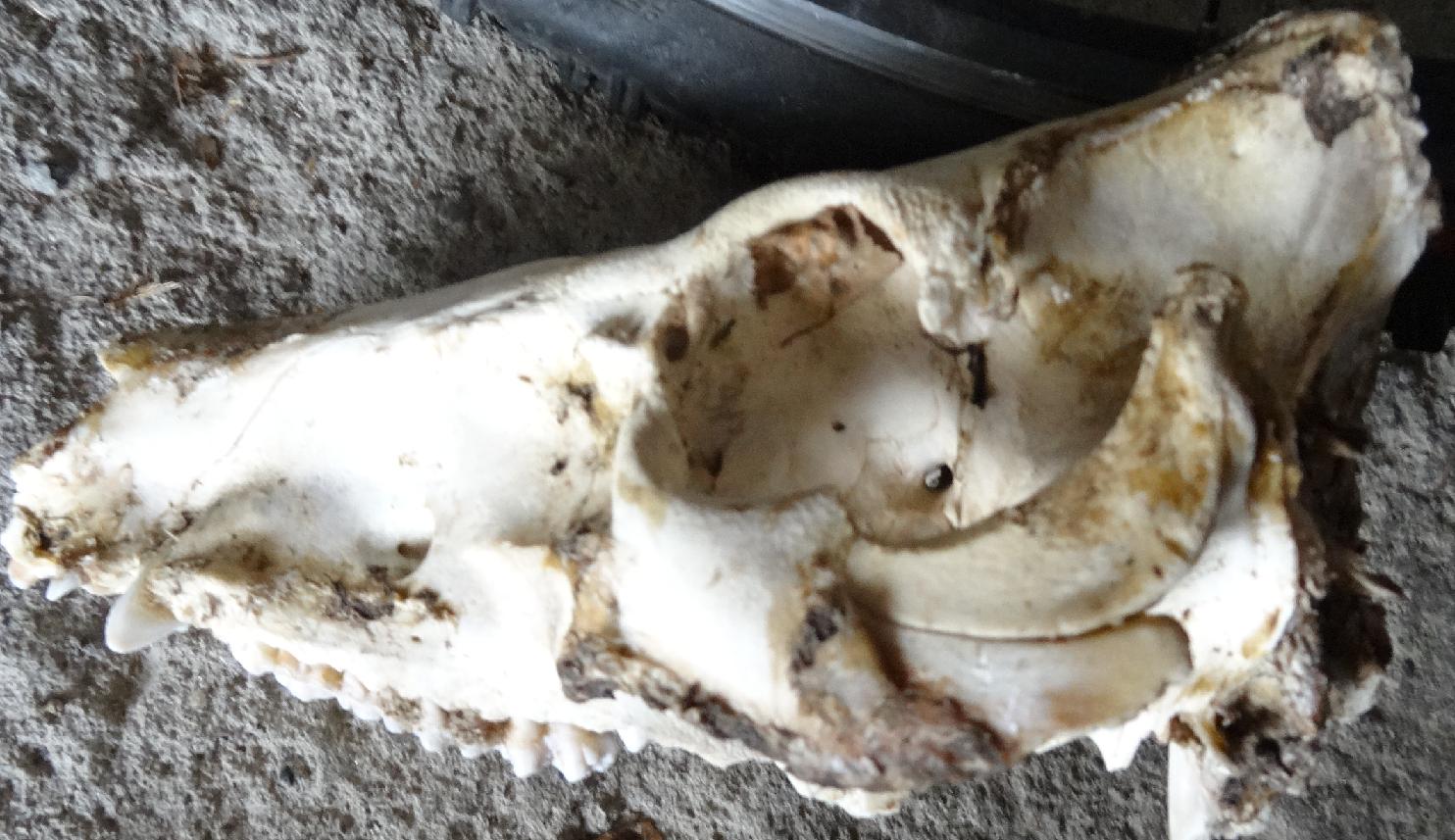 Determinazione et� cinghiale juv.