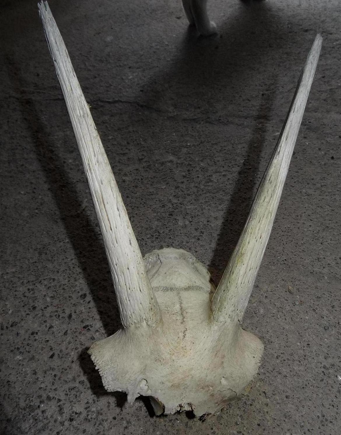 Cranio di? Capra domestica