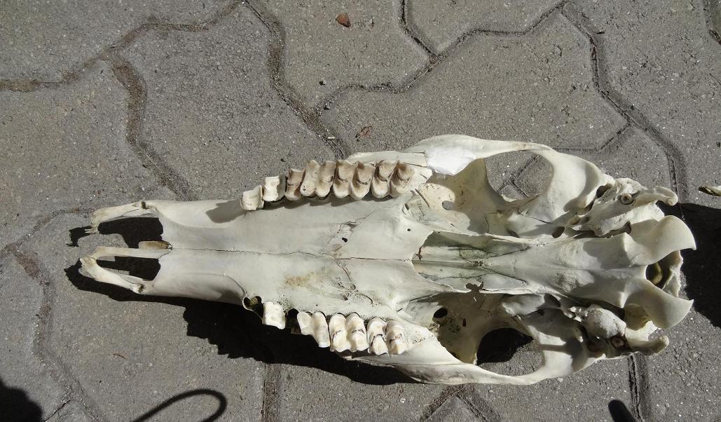 Calotta cranica danneggiata da identificare: cerva?