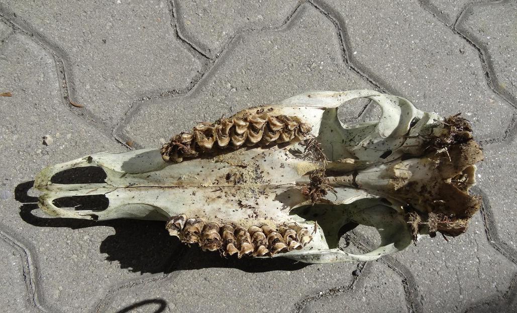 Calotta cranica danneggiata da identificare: cerva?