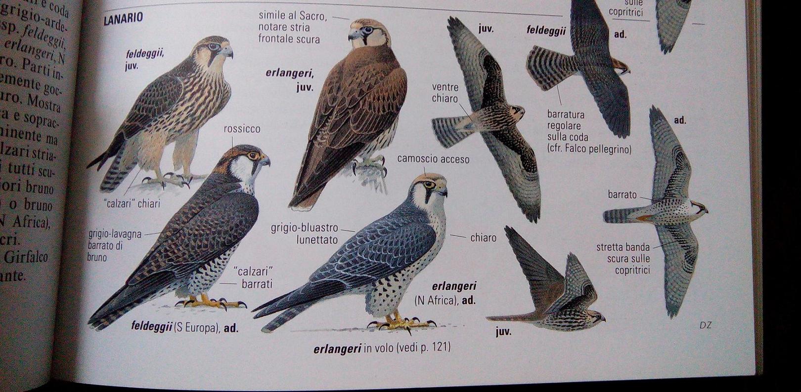 Lanario o Pellegrino??