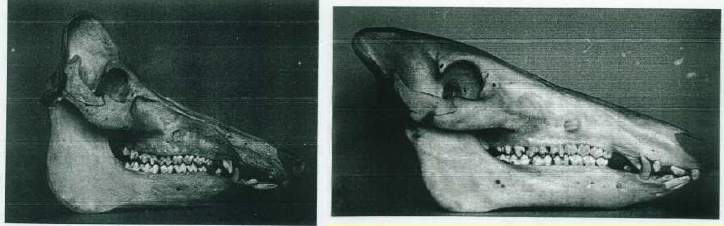 Determinazione et� cinghiale juv.