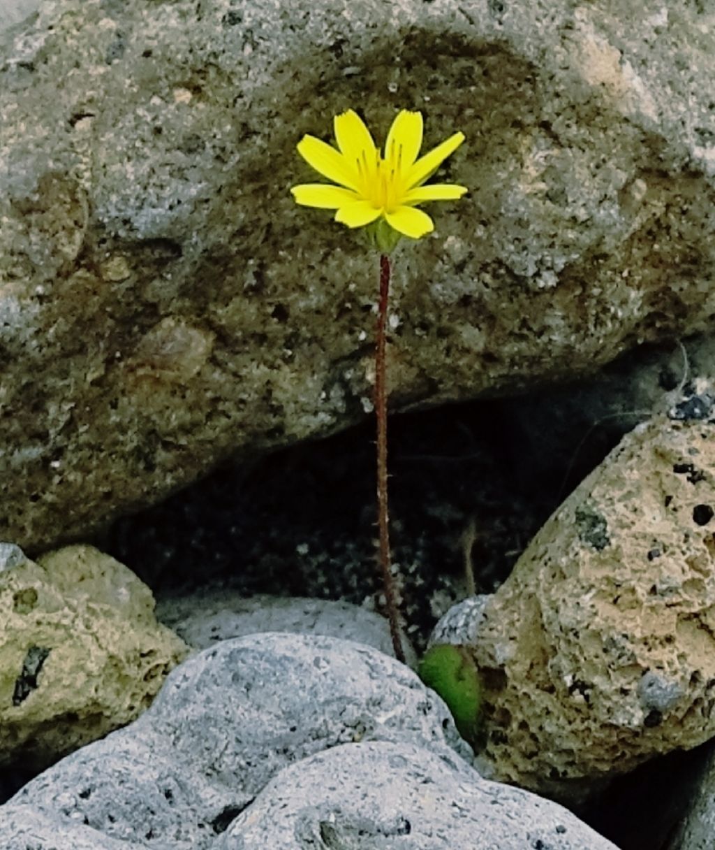 Fiorellino giallo a 8 petali:  cfr. Hyoseris sp.