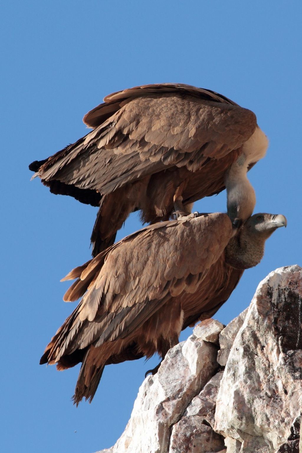 Parco del Monfrague - Estremadura
