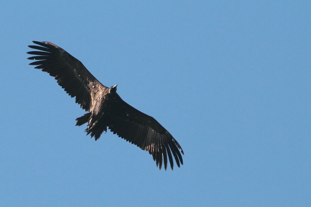 Parco del Monfrague - Estremadura