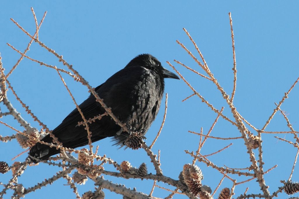 Corvo imperiale o cornacchia nera?