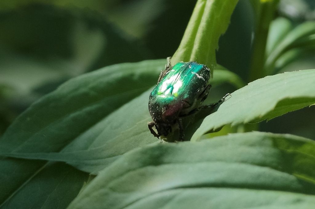 Cetonia sp.