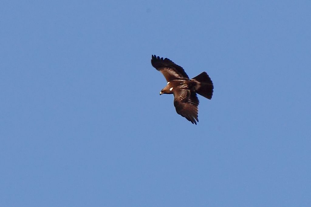 Rapace da identificare