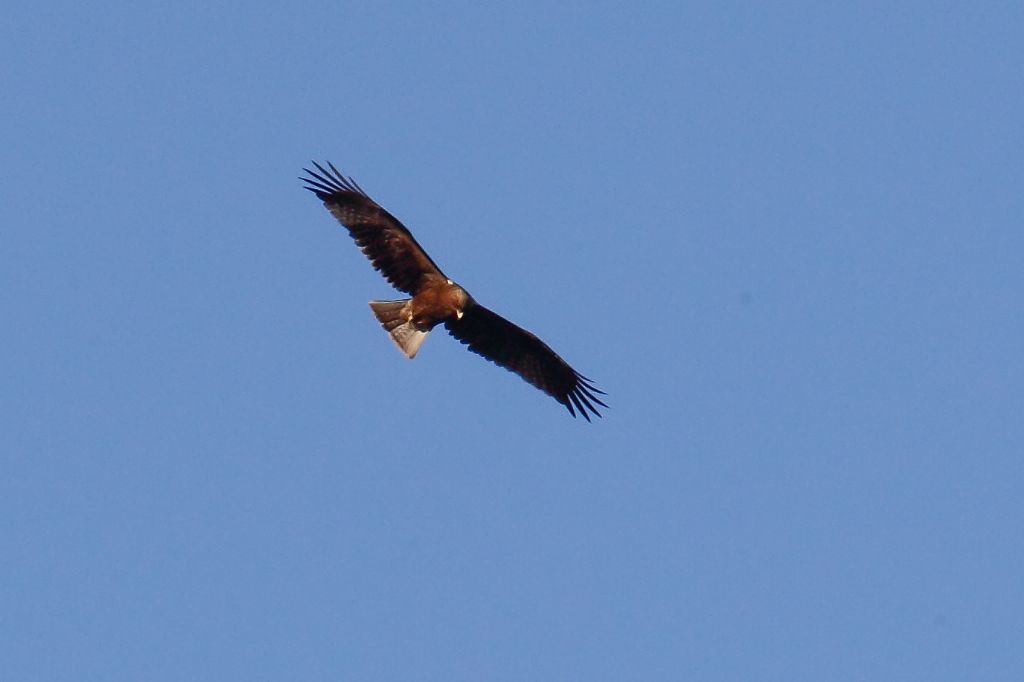 Rapace da identificare