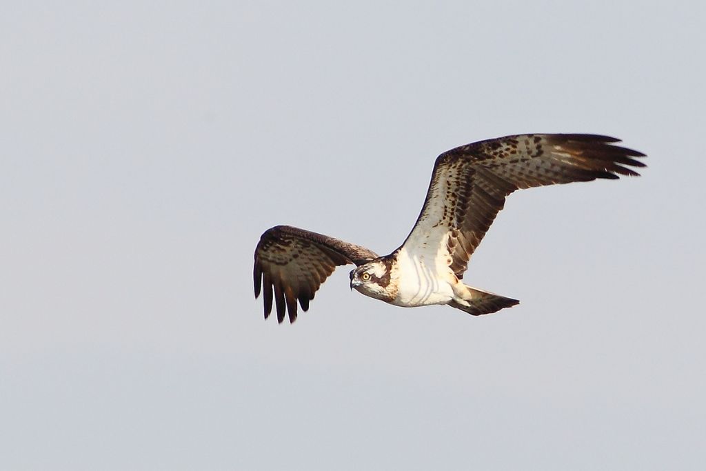 Falco pescatore alla Palude Brabbia