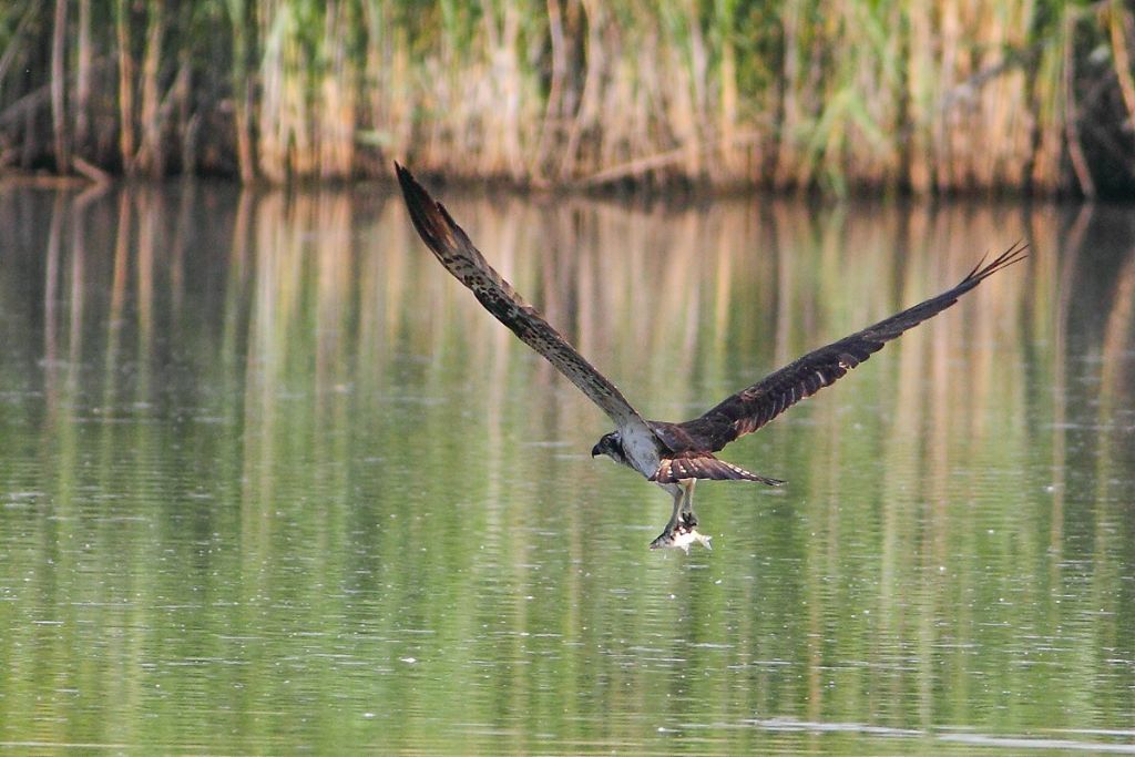 Falco pescatore alla Palude Brabbia