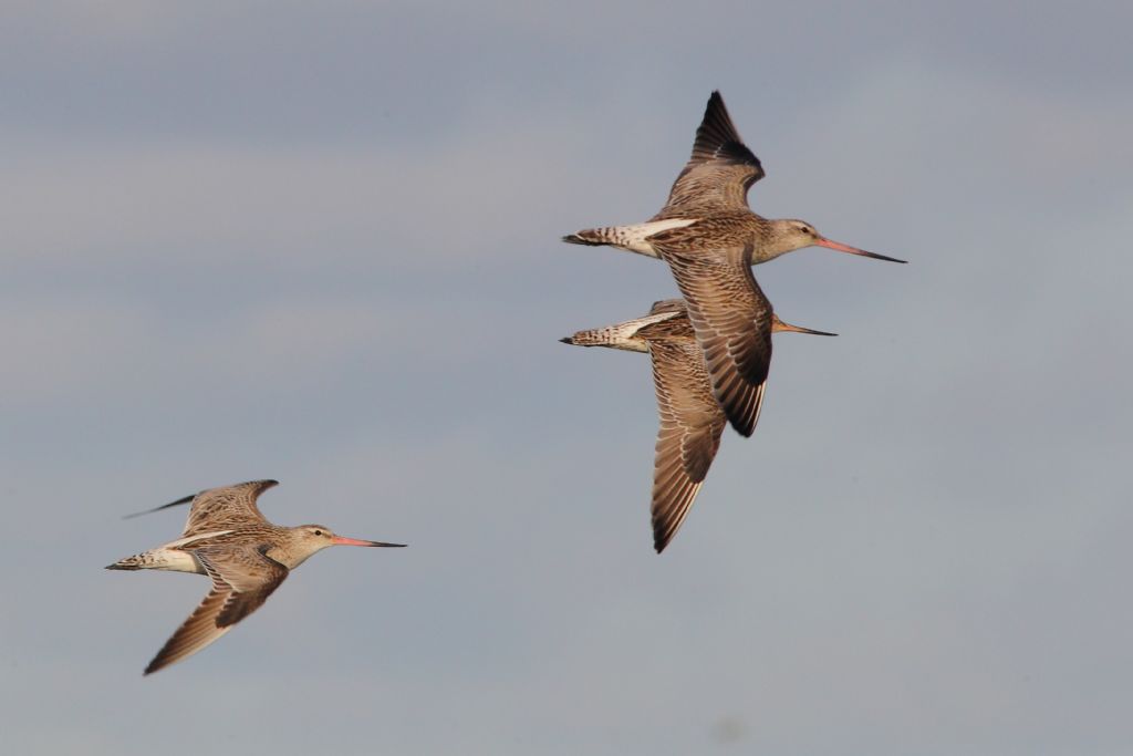 Aiuto identificazione