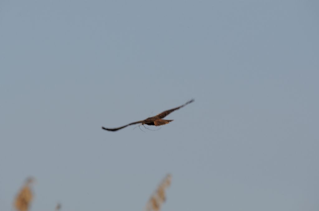 Falco di Palude (?) e Aironi Rossi