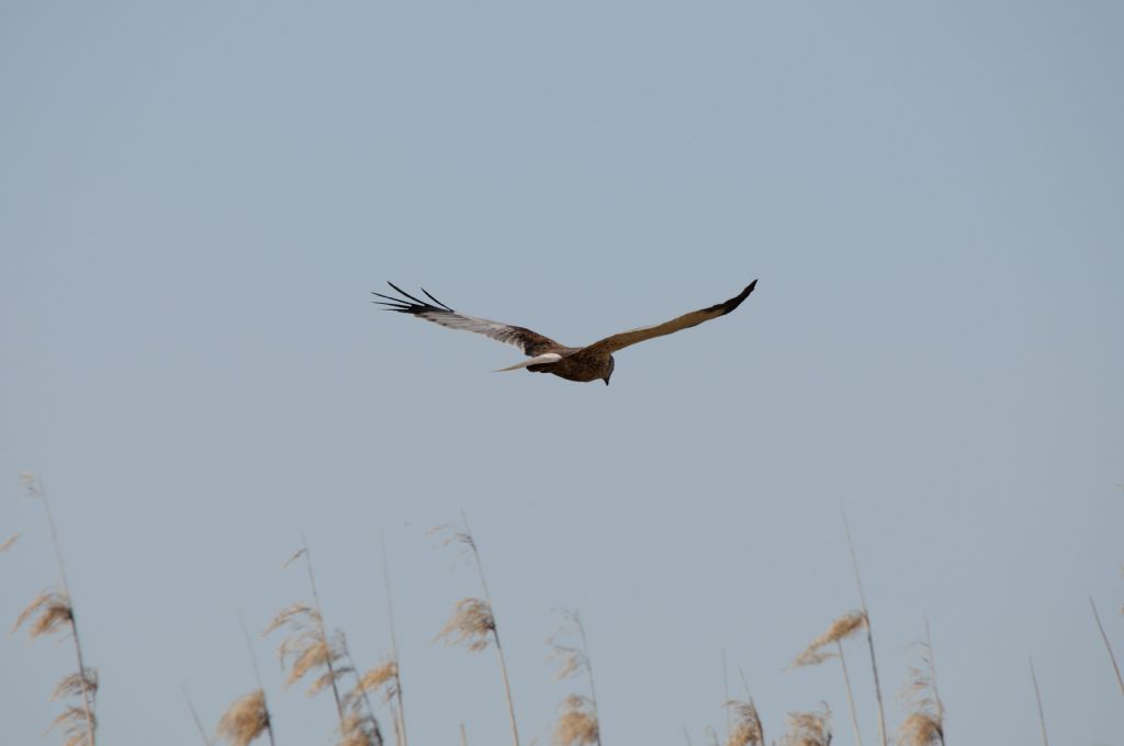 Falco di Palude (?) e Aironi Rossi
