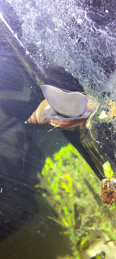 giornata nel laghetto di fronte casa, Roma