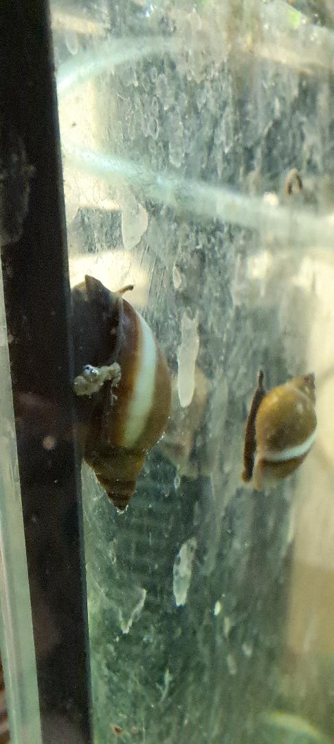 giornata nel laghetto di fronte casa, Roma