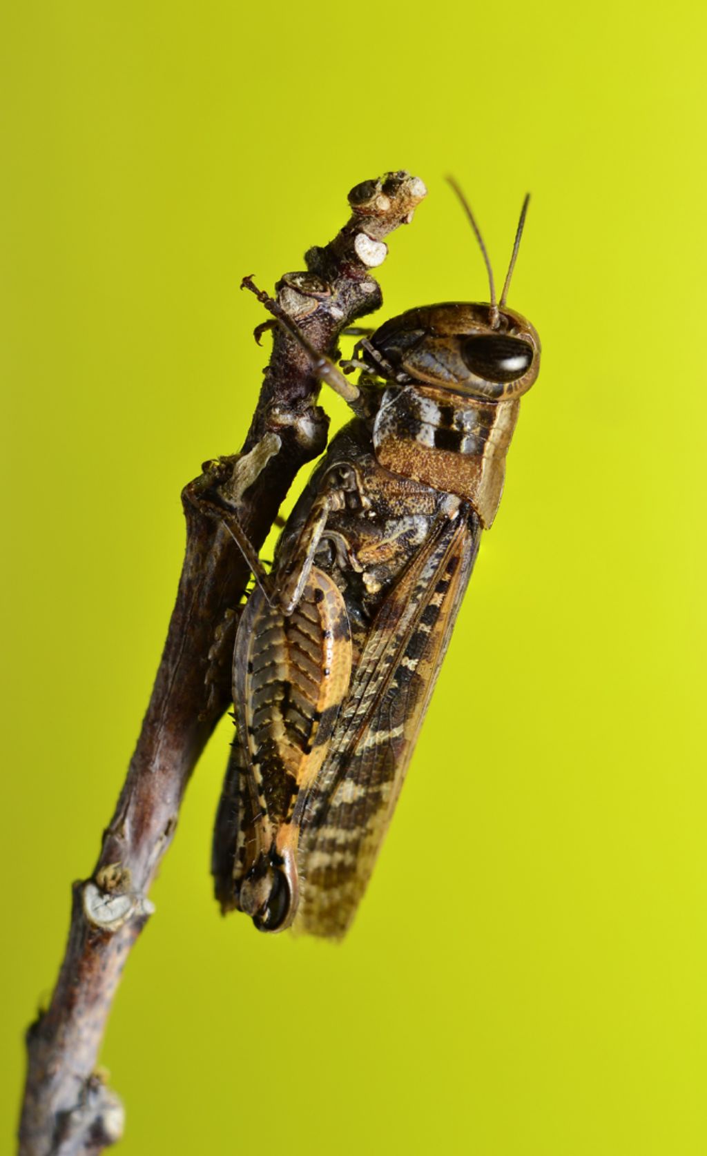 identificazione  cavallette :)