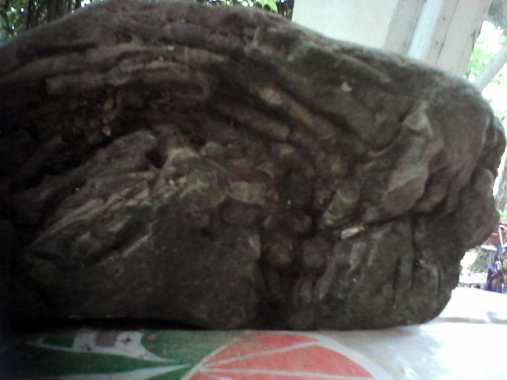 identificazione fossile