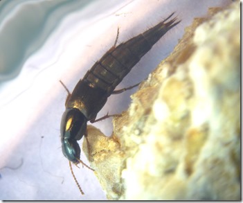 Quedius sp. (Staphilinidae)