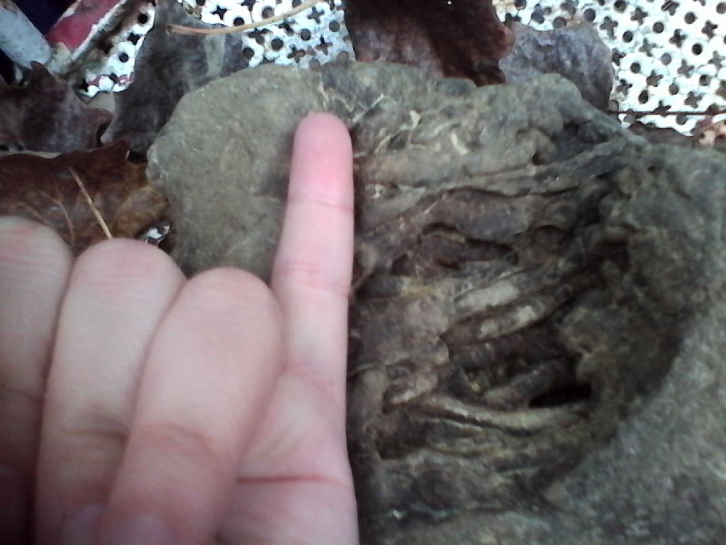 identificazione fossile