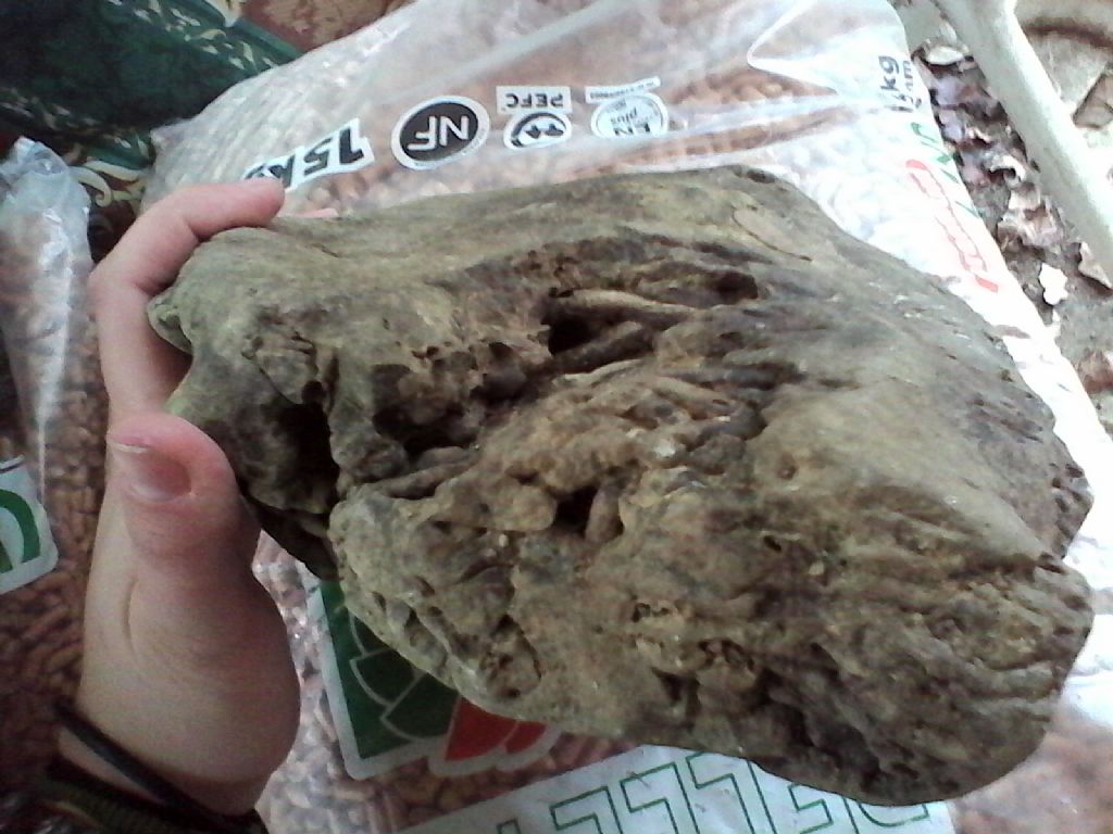 identificazione fossile