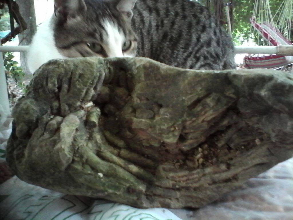 identificazione fossile