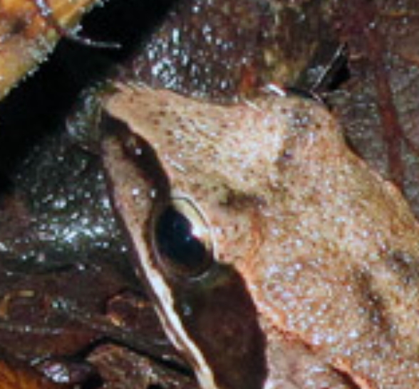 Rana dalmatina
