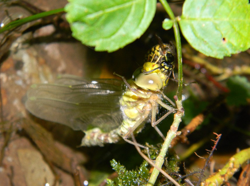 Scheda: Aeshna cyanea