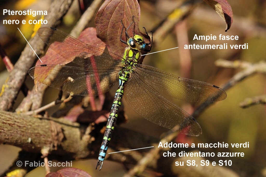 Scheda: Aeshna cyanea